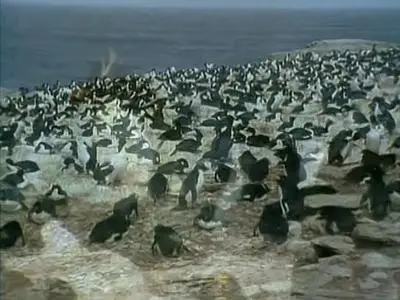 PBS Nature - The World of Penguins (1995)