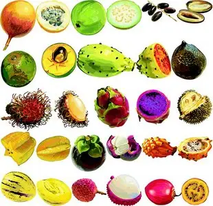 Fruit Series in CorelDRAW