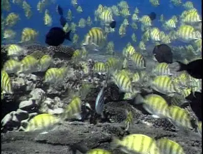 Золотой глобус. 11. Австралия