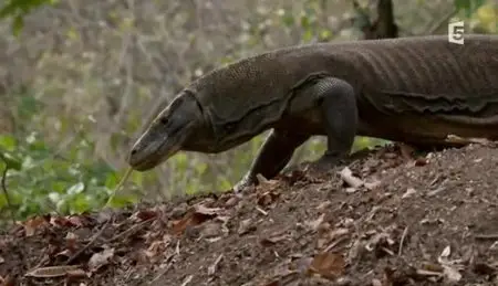 (Fr5) La morsure du dragon de Komodo (2012)