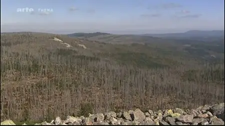 (Arte Thema) Peur sur la forêt : Les forêts meurent encore + Le testament de Tébaran (2011)