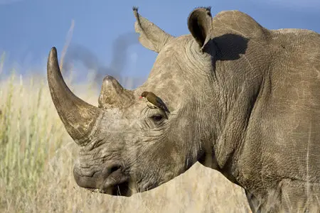 Wallpapers - Animals Planet