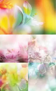 Beautiful Flowers