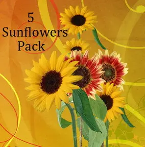 5 Sunflowers Pack 
