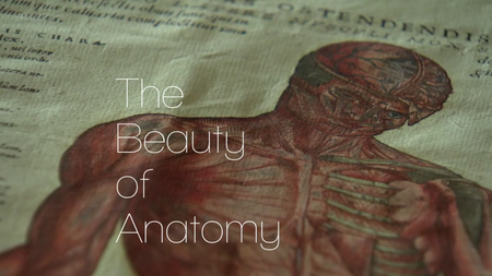 BBC - The Beauty of Anatomy (2014)