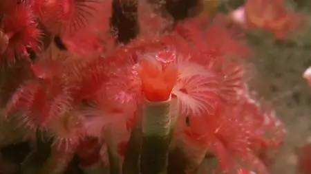 BBC - Hebrides: Islands on the Edge (2013)