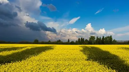 Wines Of Ukraine