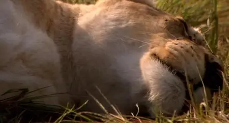 White Lion (2010)