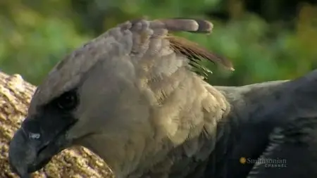 ZDF - Haunt of the Harpy (2010)