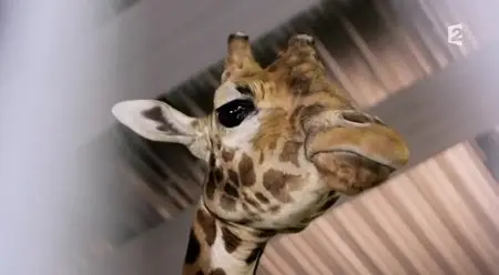 (Fr2) Bienvenue au zoo de Paris (2014)