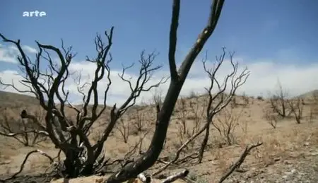 (Arte) La force cachée des plantes (2011)