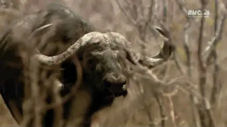 Au Royaume Des Lions (2011)