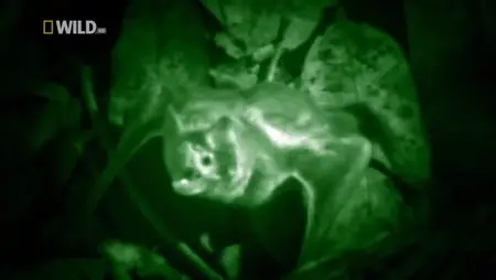 National Geographic - World's Deadliest: Predator Superpowers