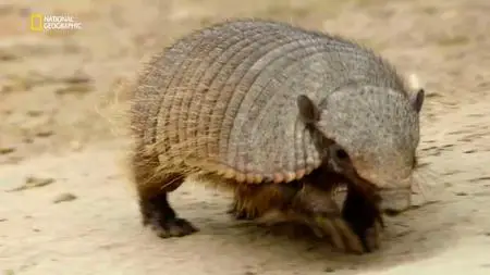 Nat.Geo.Wild - Wild Argentina: Series 1 (2017)