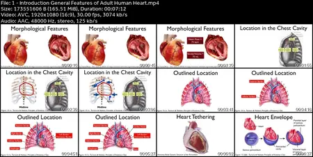 Cardiac Anatomy & Physiology