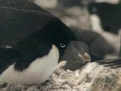 PBS Nature - The World of Penguins (1995)