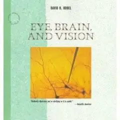 Eye, Brain, and Vision