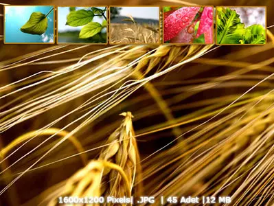Plants Wallpapers