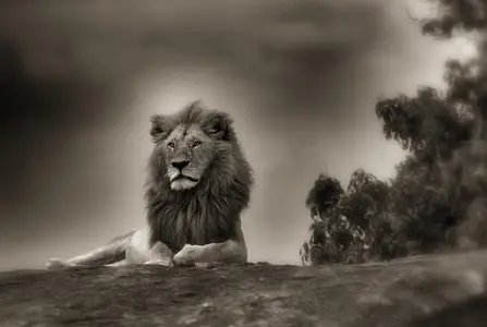 Finalists for the Hasselblad Masters Awards