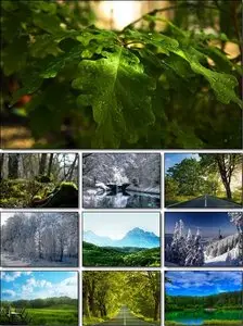 Forest Wallpapers Pack 3