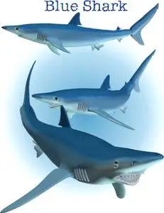 Shark Attack! Pack 1