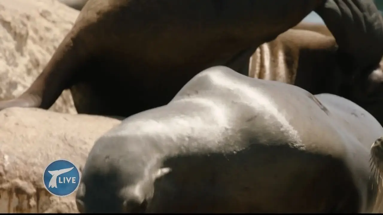 Big Blue Live S01E02 (2015)