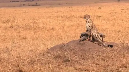 Safari Africa (2011)