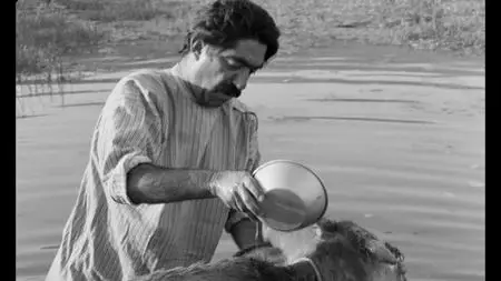 The Cow (1969)