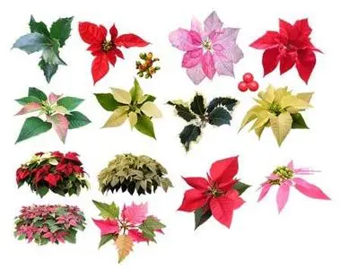 Color Leaves - PNG Clipart for Photoshop 