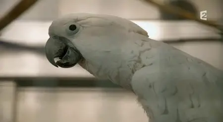 (Fr2) Bienvenue au zoo de Paris (2014)