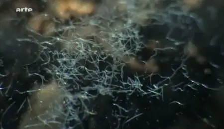 (Arte) La force cachée des plantes (2011)