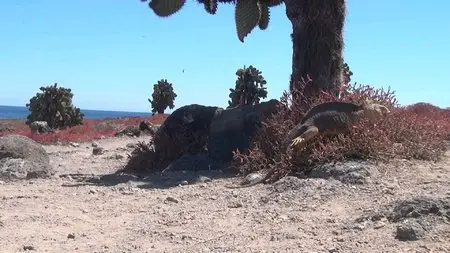 Faszination Galapagos (2012)