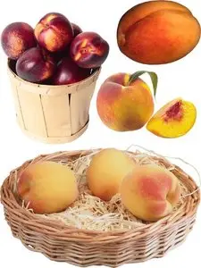 Photostock Fruit: apricots, peaches, nectarines