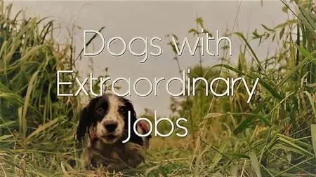 Ch.5 - Dogs with Extraordinary Jobs: Series 1 Part 1-The Rescuers (2019)