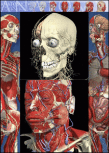 Tutorial 3D Interactive Anatomy