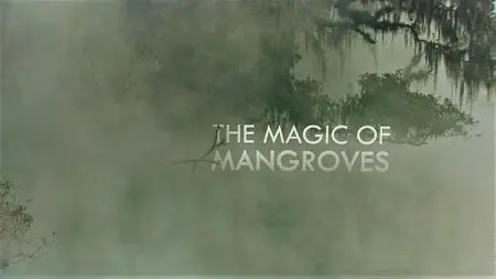 Doclights - The Magic of Mangroves (2020)