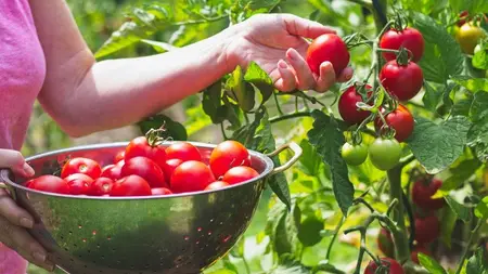 Advanced Vegetable Gardening Techniques