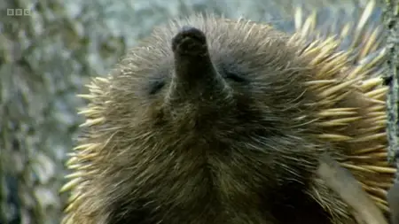 BBC The Life of Mammals (2002)