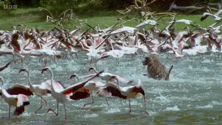 BBC The Life of Mammals (2002)