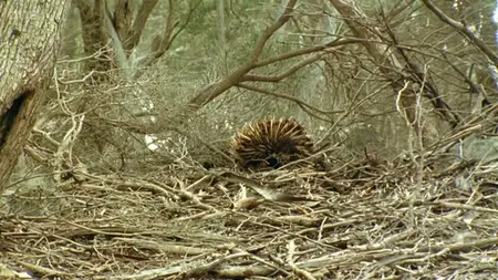 BBC The Life of Mammals (2002)