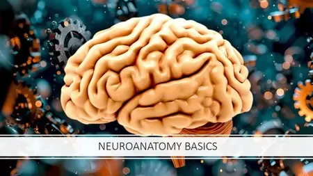 Exploring The Brain: Neuroanatomy Basics