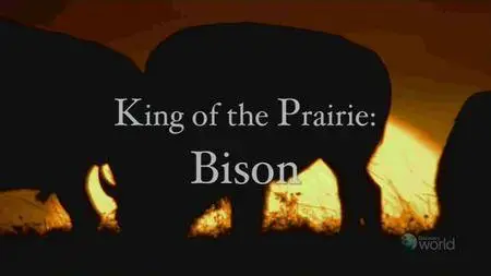 NHK WILDLIFE - King of the Prairie: Bison (2010)