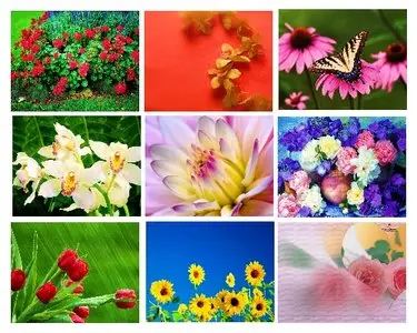 20 Beautiful Blooming Flowers Wallpapers [Set 2]  