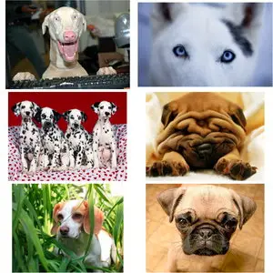 Wallpapers Dogs. Set 1