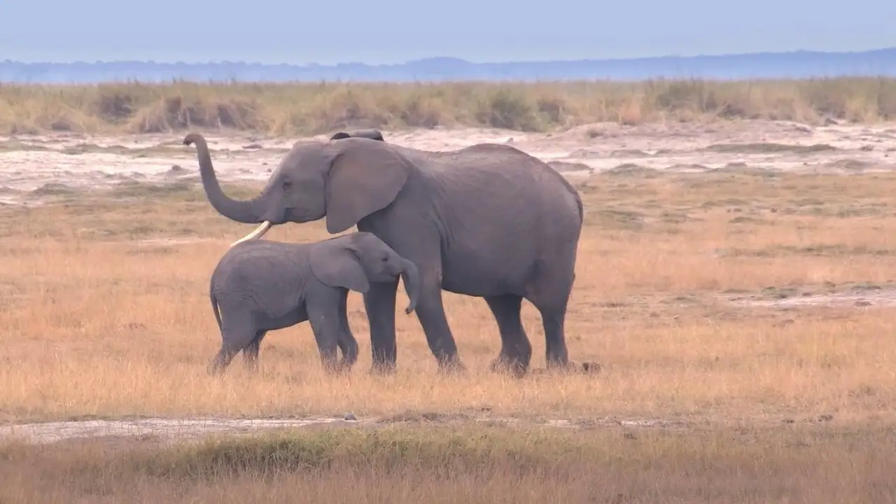 Safari Africa (2011)