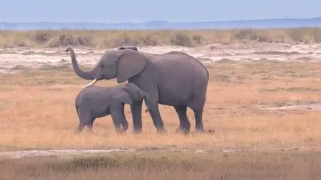 Safari Africa (2011)