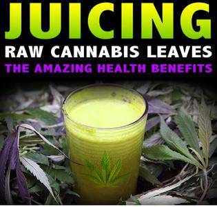 Superfood : Juicing Raw Cannabis for Highest Health Benefit