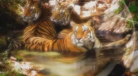 BBC: Tiger – Spy in the Jungle (2008)