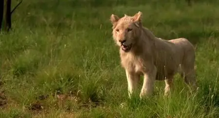 White Lion (2010)