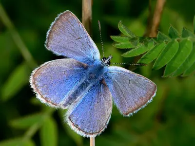 Different kinds of insects